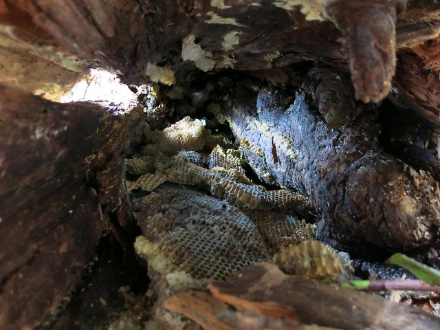 bee nest linville gorge 