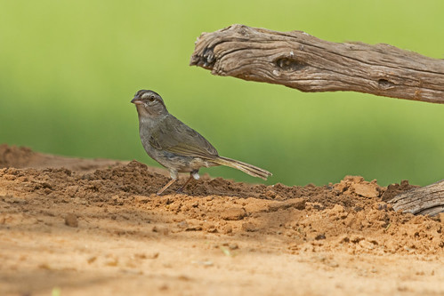bird ave olivesparrow arremonopsrufivirgatus gorriónoliváceo