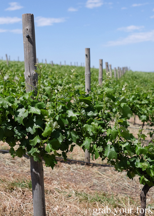 Grape vines at Primo Estate in McLaren Vale, South Australia