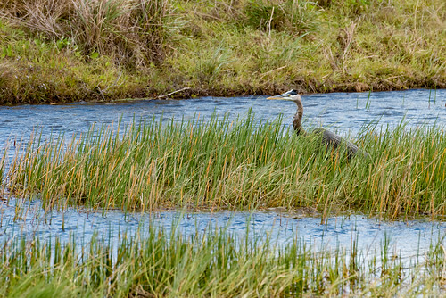 bird heron water grass florida