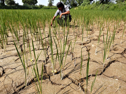 कृषि पर जलवायु परिवर्तन का खतरा