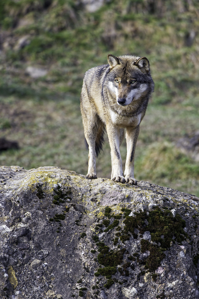 Wolf on the rock