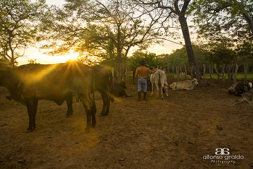 sunrise cowboy colombia amanecer toro vacas vaqueros colombianos arauca llanosorientales llanoscolombianos