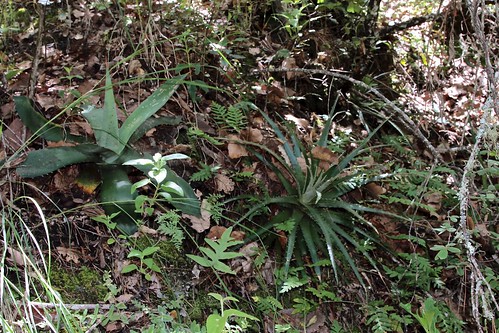 Agave potatorum and Hechtia podantha