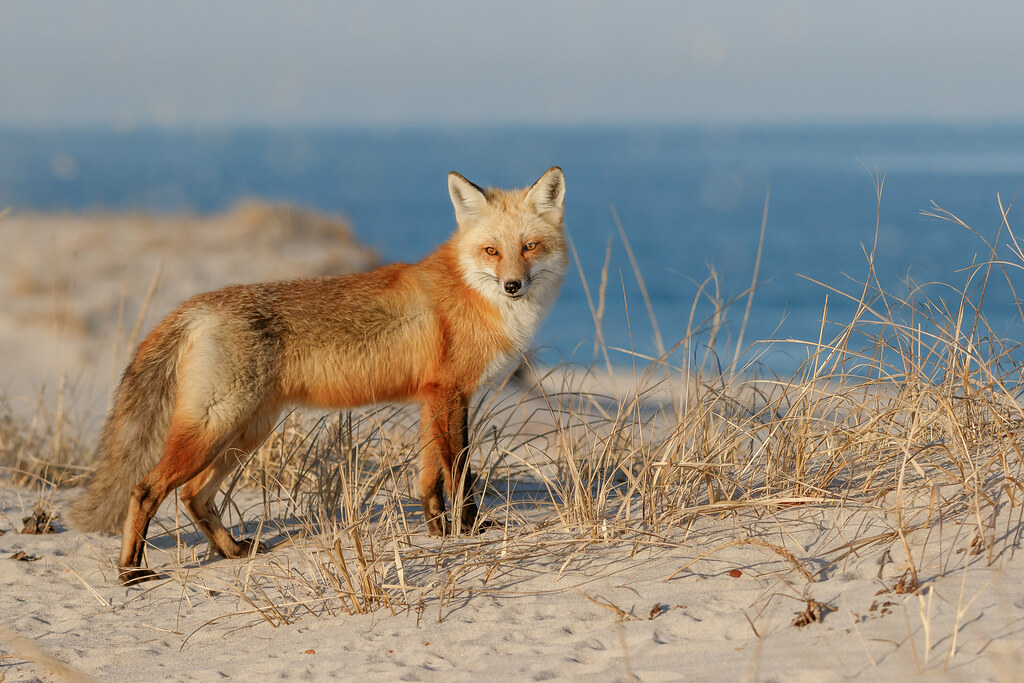 Red Fox on the Dunes