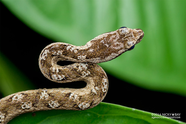 Painted mock viper (Psammodynastes pictus) - DSC_6483