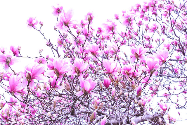 モクレン magnolia