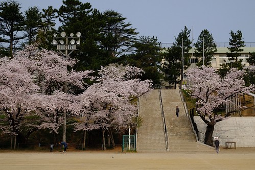 内野の桜 2016