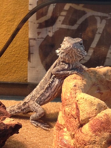 Critter the bearded dragon