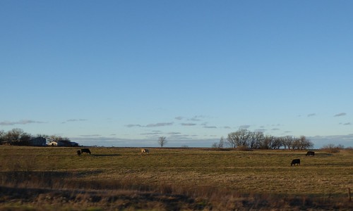 field rural cows missouri agriculture livestock grazing