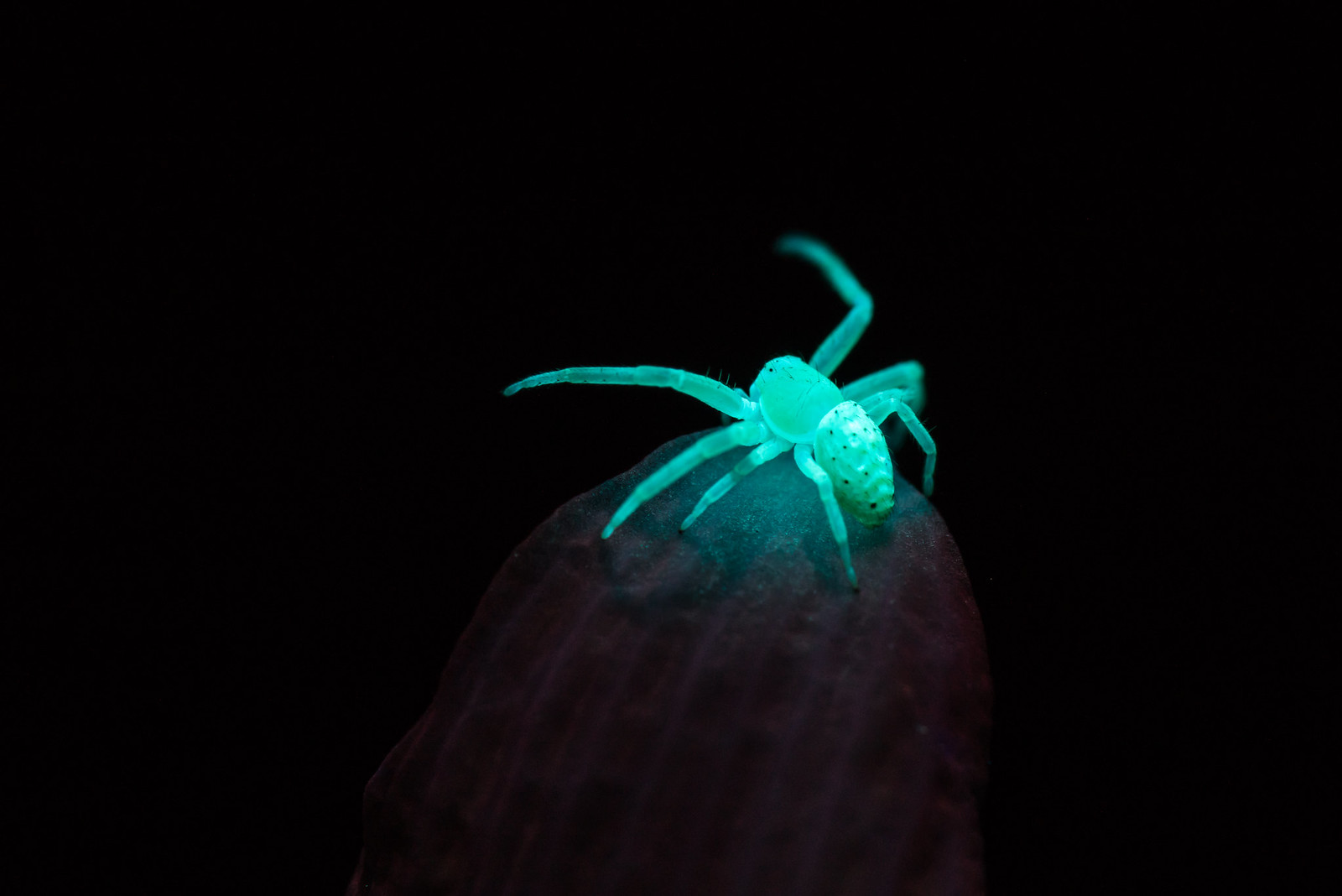 Glow In The Dark Spider - Dyxum