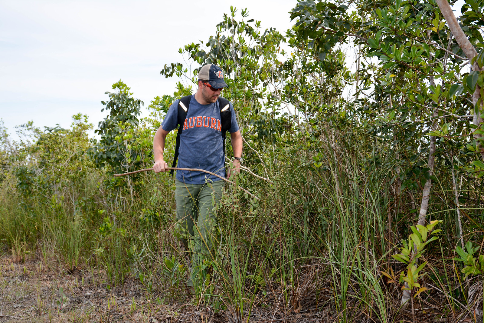 Stephen Neslege using two sticks in tall grass to search for pythons