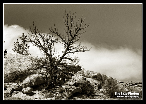 tree rock sepia dead photography montana lazy badlands elliott formations bridger photog