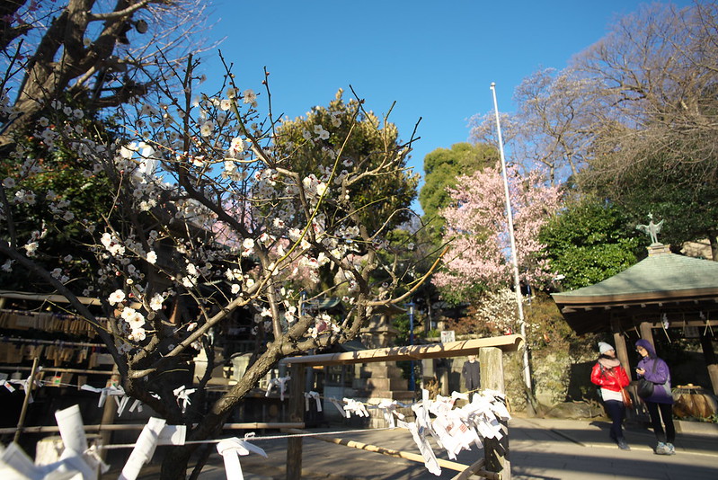 東京路地裏散歩 五條天神社の梅 2016年2月10日