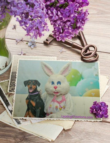 Penny met Miss Easter Bunny #TheBarkery #easter2016 #easterdogs #dobermanpuppy #rescueddog #adoptdontshop #LapdogCreations ©LapdogCreations