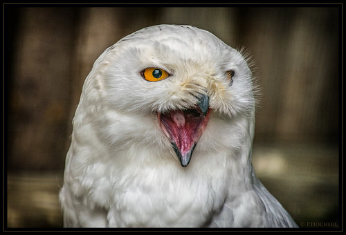 bird animal germany bayern deutschland bavaria nikon owl tierpark tamron tier vogel oberpfalz schneeeule 2016 eule lohberg upperpalatinate d5300 16300mm tamron16300mmf3563diiinafvcpzdmacro