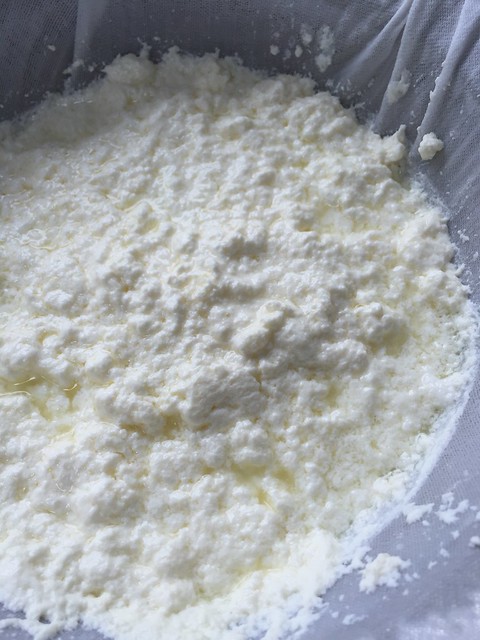Ricotta curds before draining