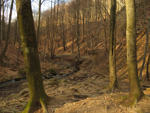 creek forest hungary hiking valley beech mátra parád bükkös ilonavölgy ilonavalley