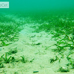 Seagrass & feeding trail 002