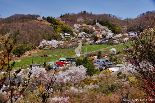 houses japan japanese spring village cherryblossom hanami colourfull hanamiyama