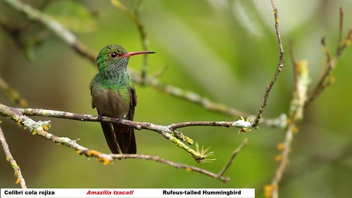 méxico mexico chiapas rufoustailedhummingbird amaziliatzacatl colibrícolarojiza centroecoturísticolasguacamayas ejidoreformaagraria