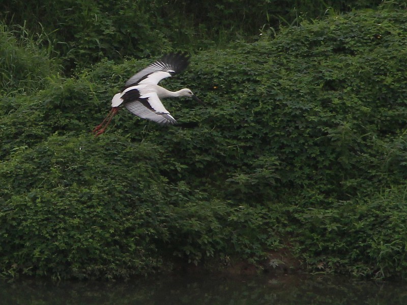 IMG_2477 東方白鸛 Oriental Stork