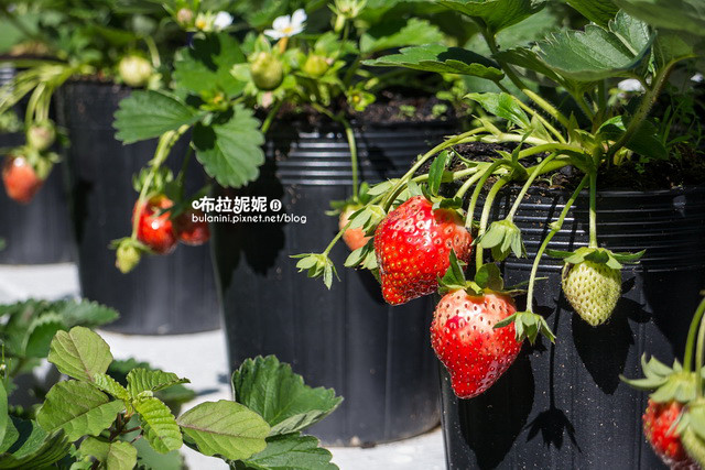 【採草莓推薦】新發現！秘境草莓園！埔里也能採草莓？@埔里玩莓草莓園