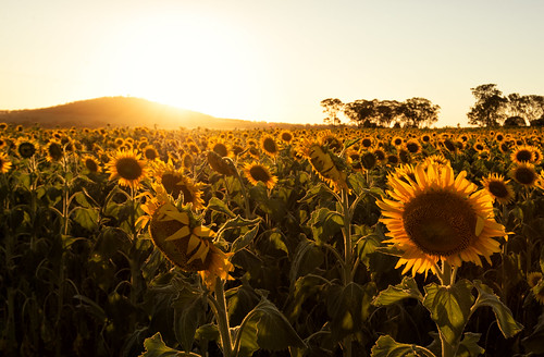 sunset nikon df australia sunflowers queensland clifton goldenhour toowoomba southeastqueensland darlingdowns sunflowerfields