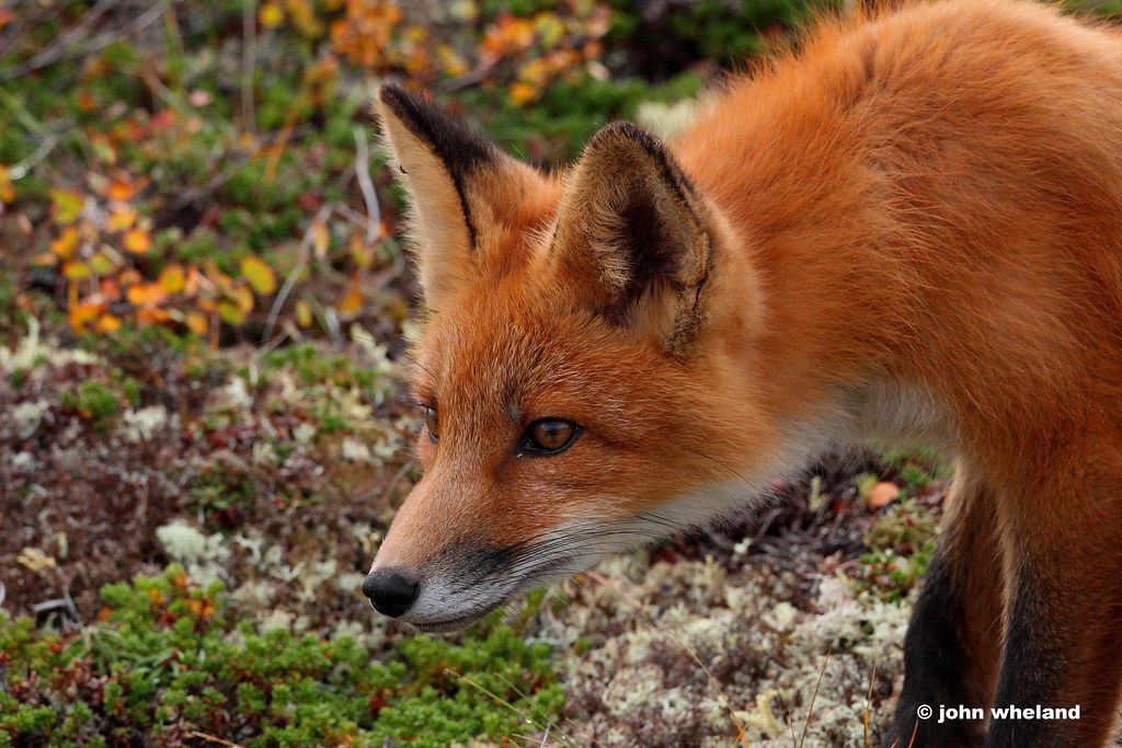 Fox--Alaska