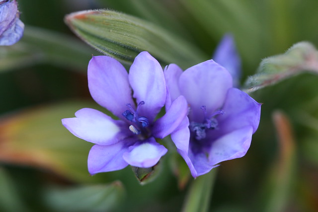 Babiana purpurea hybrid