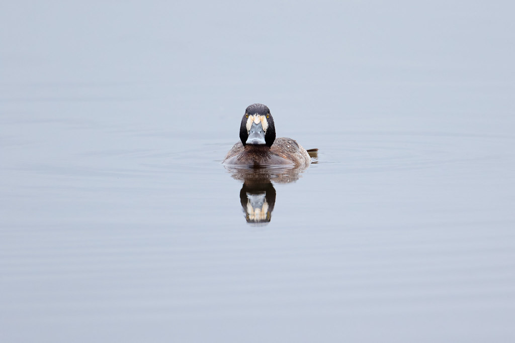 A female lesser scaup prepares to dive on a winter day