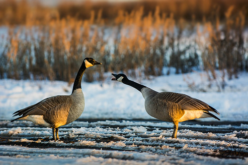 snow ontario canada bird geese spring dusk canadian goose thunderbay