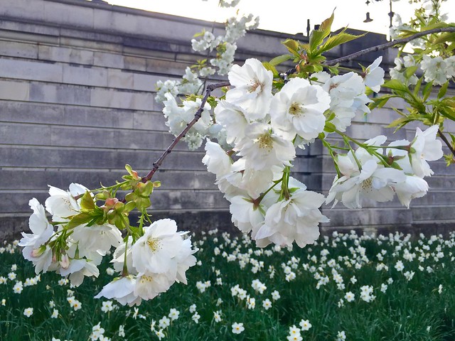 St James's Park Cherry Blossom 2016