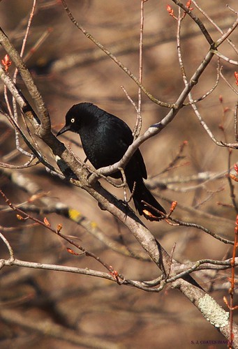 spring marsh blackbird frontenacpp