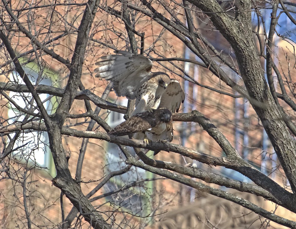 Hawks mating in Tompkins Square