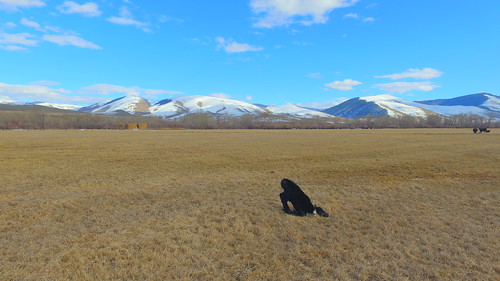 ranch winter usa foothills cold art nature unmodified unitedstates cattle cows artistic sunny bluesky idaho pasture northamerica pastures rockymountains distance calf idyllic bovine calves faceplant unedited babycow planted drone blackangus browngrass nosedive nofilters ranchland lowpov noadjustments dji ranchcountry beaverheadmountains straightoffthecamera quadcopter lemhicounty wispywhiteclouds tendoyidaho phantom3professional lemhirivervalley
