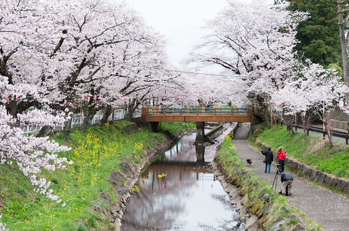 park bridge japan river 桜 cherryblossom sakura さくら 栃木 tochigiken mookashi 真岡市 行屋川 行屋川水辺公園 gyouyagawa ギョウヤガワ