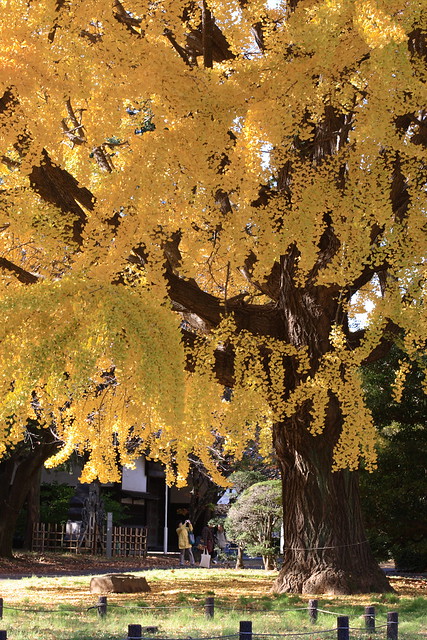 Autumn in Ueno Park