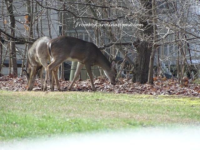 Deer January 2016 ~ From My Carolina Home