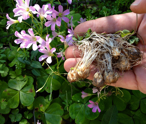 Foraging Texas Wood Sorrel