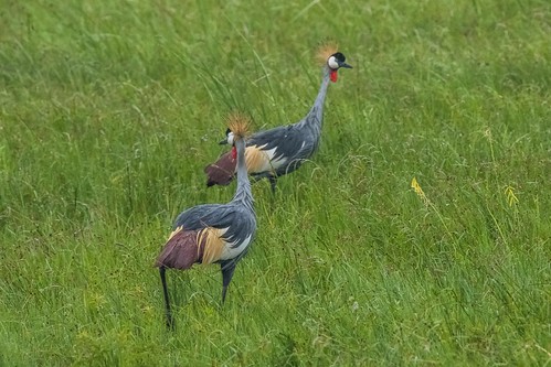 southafrica cranes creighton kwazulunatal greycrownedcrane sanipass southafrica2015 crieghtonarea