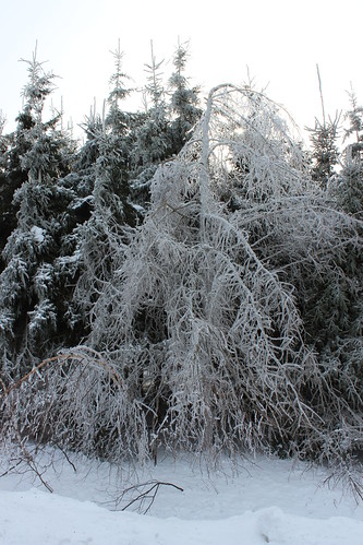 winter canada tree nature quebec hiver québec shutter neige arbre froid qc licensed