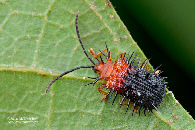 Spiky leaf beetle (Dactylispa sp.) - DSC_6865