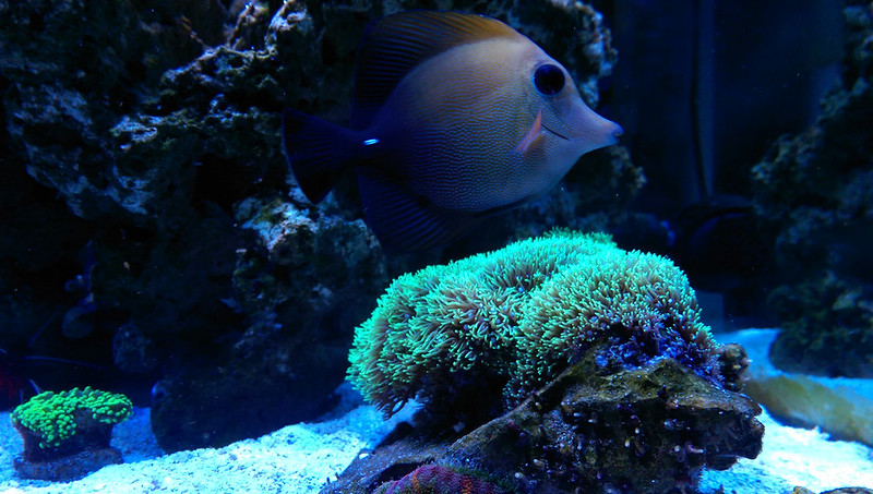 ReefCentral-Picture-53