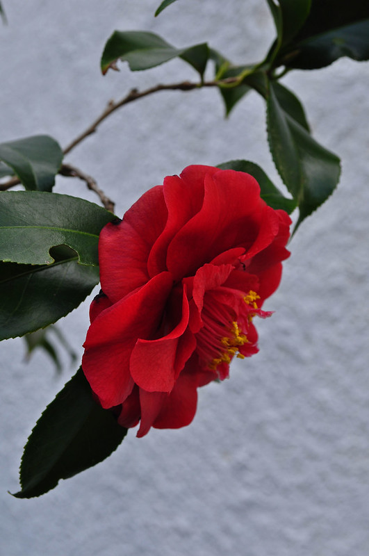 Camellia japonica 'Cherries Jubilee'