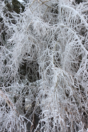 snow canada cold tree ice nature quebec québec shutter arbre qc licensed rf123