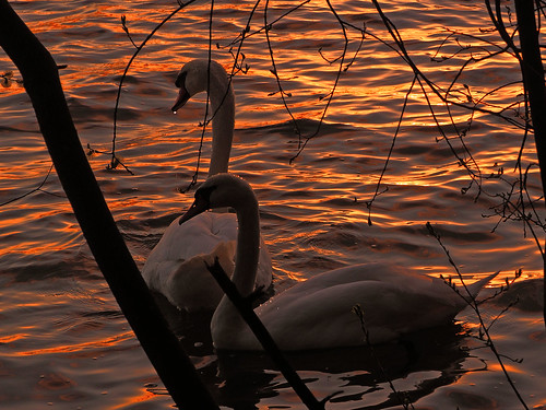 sunset en spring swan sonnenuntergang sich machen abendlicht goldenwater goldeneswasser swancoupleinsunset april2016frühling