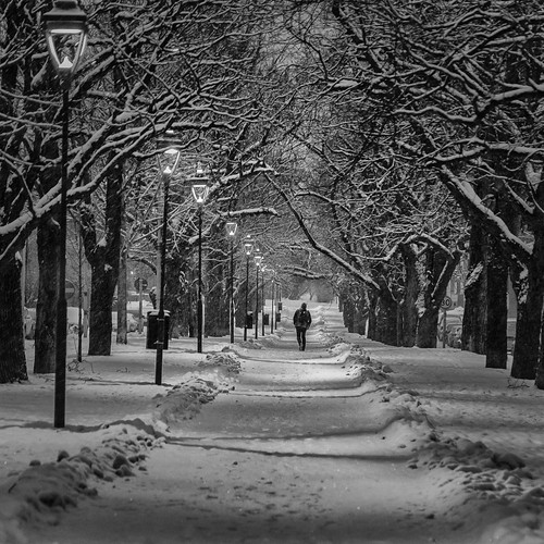 trees winter snow sweden streetphotography avenue winterlandscape arvika canoneos6d pixpep östraesplananaden