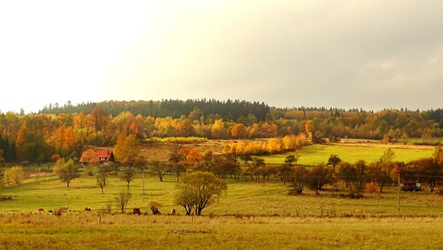 autumn trees sky horses fall nature animals yellow forest landscape colours view cows space meadows poland polska hills dolnyśląsk długopoledolne