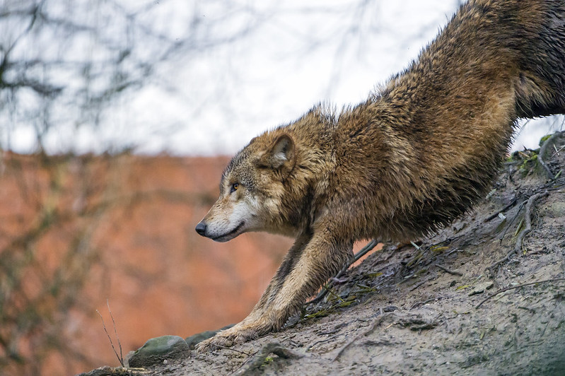 Stretching wolf